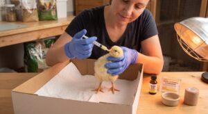 wry neck chick treatment: What to Do for a Chick With a Twisted Neck